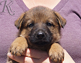 german shepherd puppy for sale