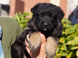 german shepherd puppies for sale