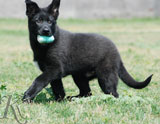 german shepherd  puppy Falco