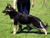 AKC registered trained personal protection german shepherd dog for sale