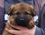 german shepherd puppy for sale