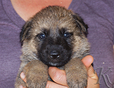 german shepherd puppy for sale