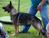 German Shepherd female Fanta