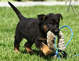 german shepherd puppies for sale