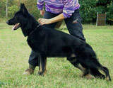 german shepherd Fantom