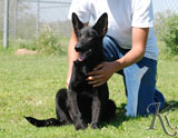 german shepherd  puppy Farkas