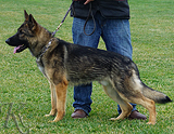 trained personal protection german shepherd dog for sale