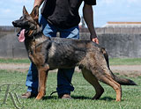 german shepherd Faruk