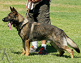 trained personal protection german shepherd dog for sale