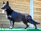 german shepherd  Faulker