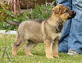 german shepherd puppies for sale