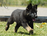 german shepherd puppy for sale