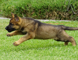 german shepherd puppy for sale