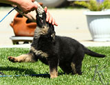 german shepherd puppies for sale