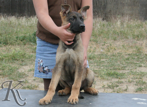 german shepherd  puppy  Dimples