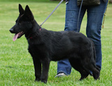german shepherd puppy for sale
