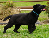 german shepherd puppy for sale