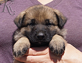 german shepherd puppy for sale