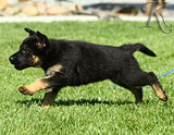 german shepherd puppies for sale