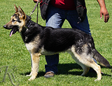 AKC registered trained personal protection german shepherd dog for sale