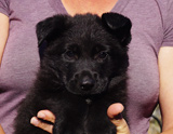 german shepherd puppy for sale