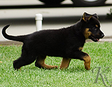 german shepherd puppy for sale