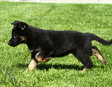 german shepherd puppies for sale