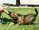 german shepherd puppies for sale