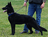 AKC registered german shepherd puppy / young adult for sale