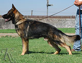 trained German Shepherd  dog for sale