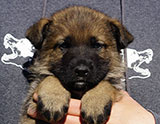 german shepherd puppy for sale