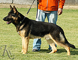 trained personal protection german shepherd dog for sale