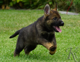 german shepherd puppy for sale