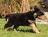 german shepherd puppies for sale