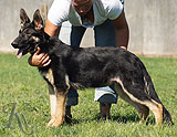 german shepherd puppies for sale