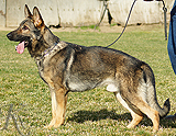 german shepherd dog