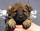 german shepherd puppy for sale