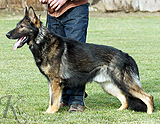 personal protection german shepherd dog for sale