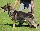 AKC registered trained personal protection german shepherd dog for sale