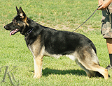 trained personal protection german shepherd dog for sale