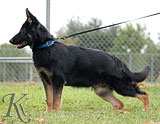 german shepherd  puppy Flint