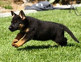 german shepherd puppies for sale