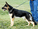 trained personal protection german shepherd dog for sale