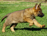 german shepherd puppy for sale