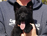 german shepherd puppy for sale