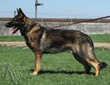 trained German Shepherd  dog for sale