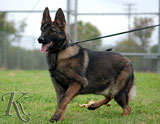 german shepherd  puppy Foxi