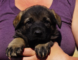 german shepherd puppy for sale