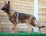german shepherd Franko