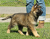 german shepherd puppy for sale